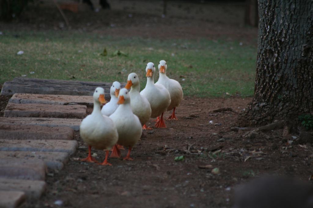 Akwêla Guest Farm Hotel Bloemfontein Exterior foto